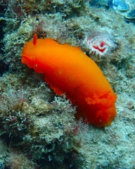 Doriopsilla carneola