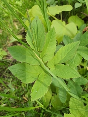 Aegopodium podagraria