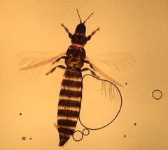 Limothrips angulicornis