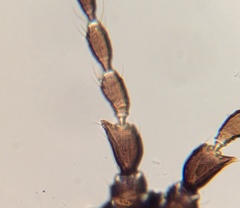 Limothrips angulicornis