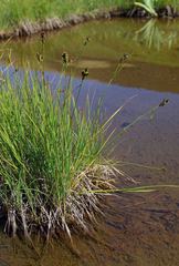 Carex lachenalii