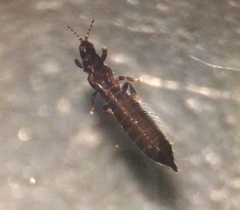 Limothrips angulicornis