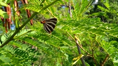 Panthiades bathildis
