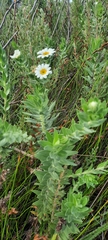 Osmitopsis asteriscoides