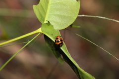 Paropsisterna octomaculata