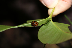 Paropsisterna octomaculata