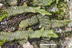 Porella amoena