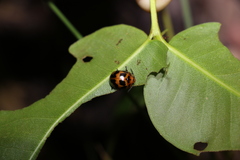 Paropsisterna octomaculata