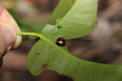 Paropsisterna octomaculata