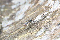 Toxorhynchites aurifluus