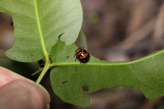 Paropsisterna octomaculata