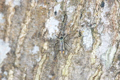 Toxorhynchites aurifluus