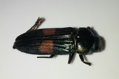 Strigoptera bimaculata