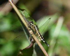 Acisoma attenboroughi