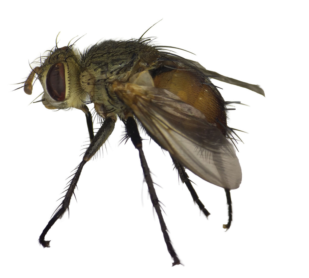 Archytas diaphanus
