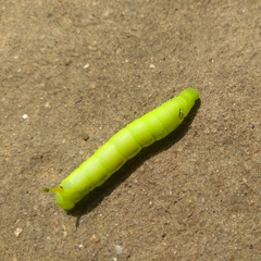 Daphnis nerii