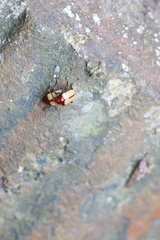 Iphimoides suturalis