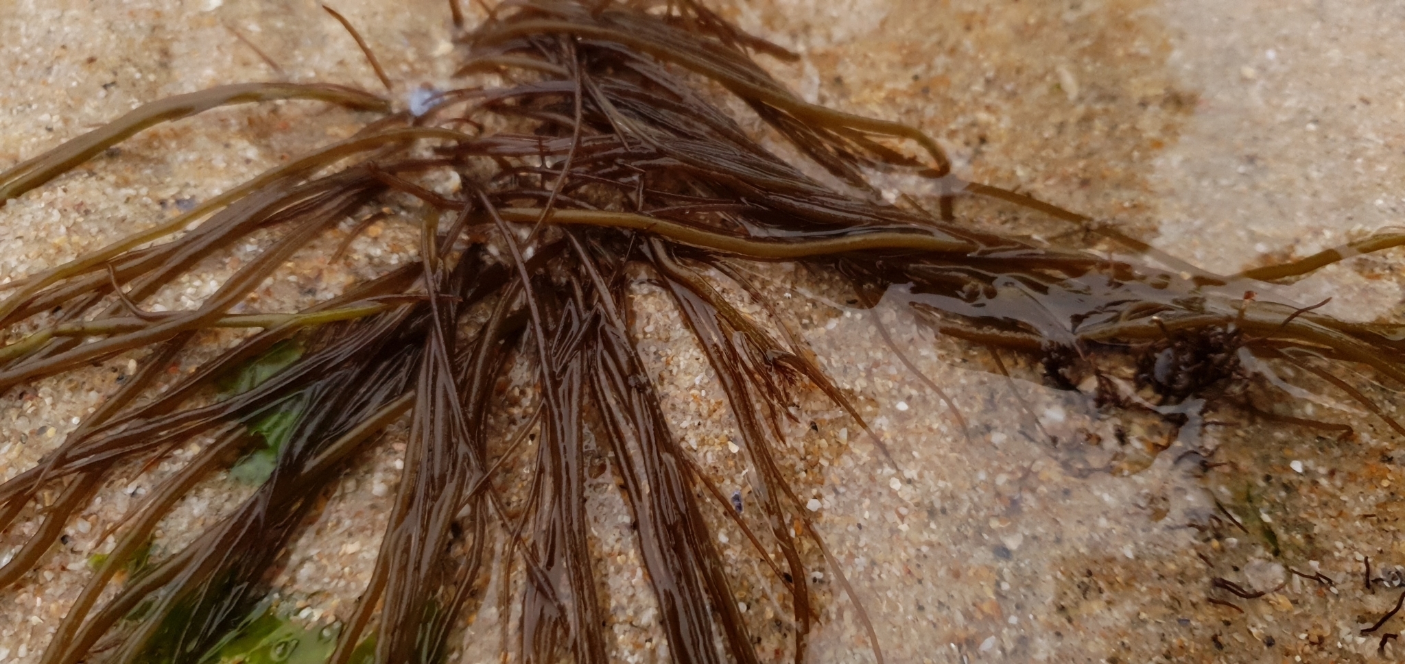 Gracilaria Gracilis (stackhouse) Steentoft, L.m.irvine & Farnham