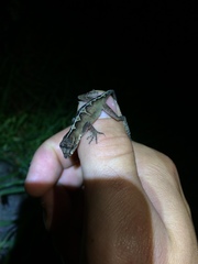 Anolis polylepis