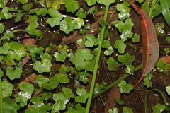 Hydrocotyle acutiloba