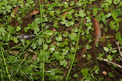 Hydrocotyle acutiloba