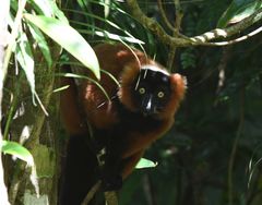 Varecia rubra