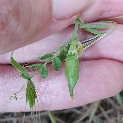 Vicia sativa image