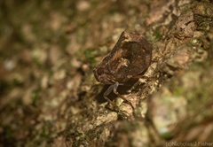 Cotylana angustifrons