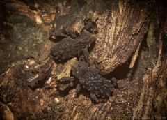 Poropterus variabilis