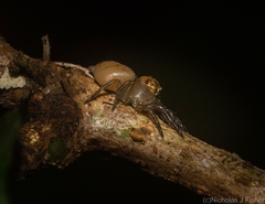 Prostheclina pallida