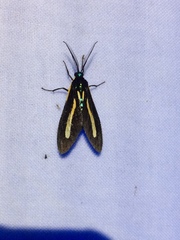 Diaxanthia lucinia