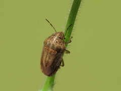Neottiglossa bifida