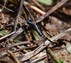 Acisoma attenboroughi