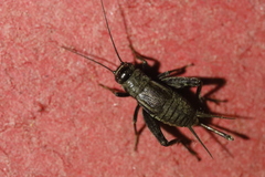 Modicogryllus frontalis