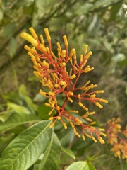 Palicourea guianensis