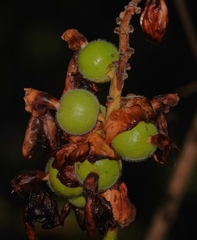 Alpinia hainanensis