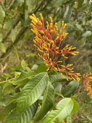 Palicourea guianensis