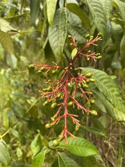 Palicourea guianensis