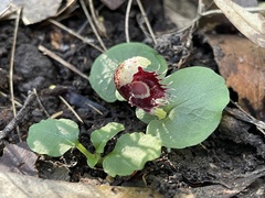 Corybas pruinosus