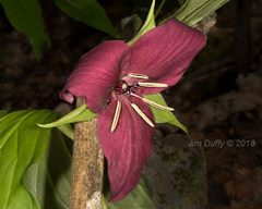 Trillium vaseyi