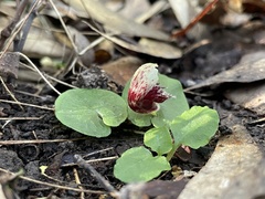 Corybas pruinosus