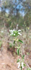 Leucas glabrata glabrata