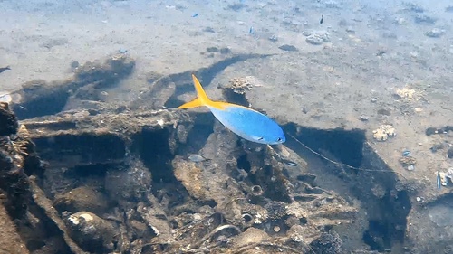 Blue-and-Gold Fusilier