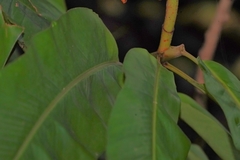 Alpinia hainanensis