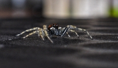 Menemerus semilimbatus