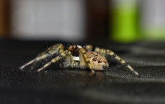 Menemerus semilimbatus