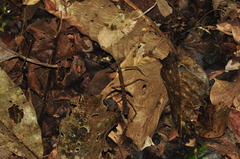 Ceroys perfoliatus