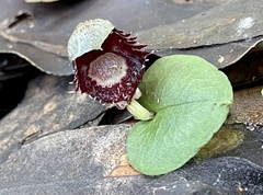 Corybas pruinosus