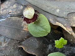 Corybas pruinosus