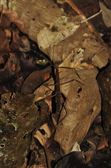 Exocnophila